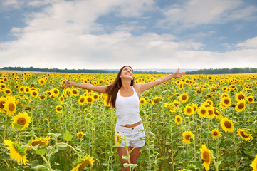 Fototapeta premium Sunflower