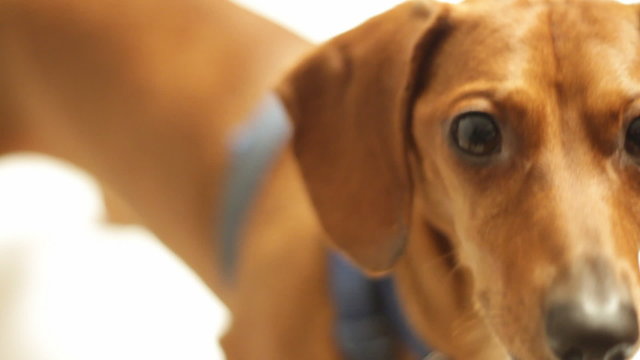 Closeup of Miniature Dachshund looking at camera on white