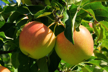 Apfel am Baum - apple on tree 26