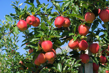 Apfel am Baum - apple on tree 33