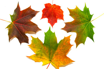 maple leaves on white