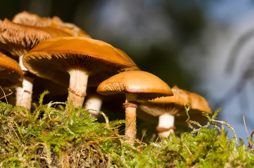 Mushrooms in wood on a stub