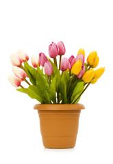 Colourful tulips isolated on the white background