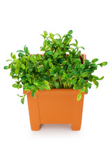 Fototapeta premium Green saplings growing in the clay pot