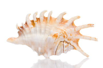 Fototapeta premium Seashell