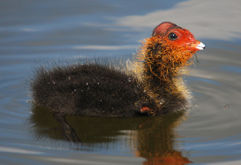 Common Coot Chick