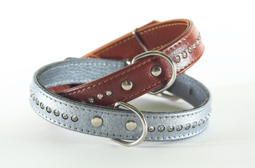 dog collars