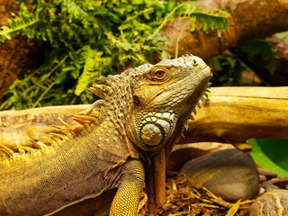 iguana