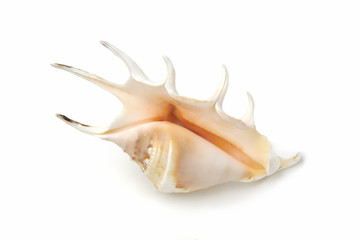 Strandmuschel - weißer Hintergrund