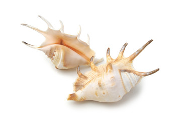 Strandmuscheln auf weißem Hintergrund