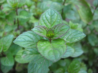 Orangenminze, Mentha piperita var. citrata