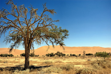 Fototapeta na wymiar etwas Schatten in der Namib Wüste