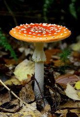 Fliegenpilz