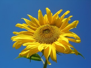 Sonnenblume