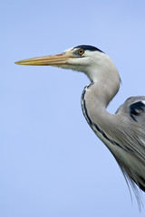 Fischreiher