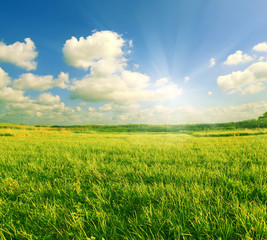 Fototapeta na wymiar green grass and sun sky