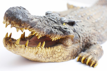 Obraz premium Krokodil