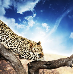 Obraz premium Leopard
