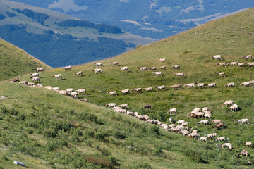 Fototapeta na wymiar Wypas owiec