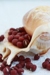 red bean in the shell
