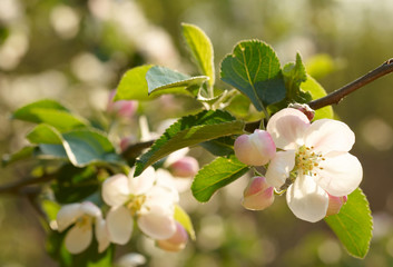Spring apple blossoms.