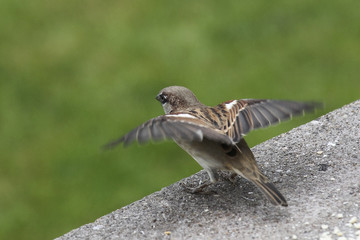 Spatz im Abflug