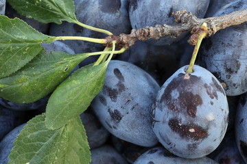 Plums - tasty and healthy plums straight from the garden