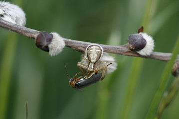 Download Aussaugen Desktop Wallpaper Aussaugen