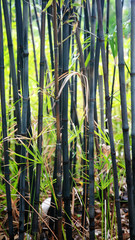 Black bamboo