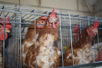 Gallinas ponedoras en su jaula.
