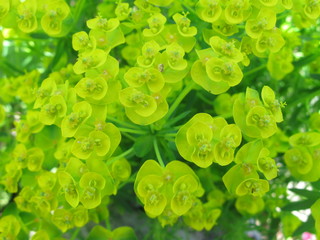 Wilczomlecz złocisty © Michal Szylar