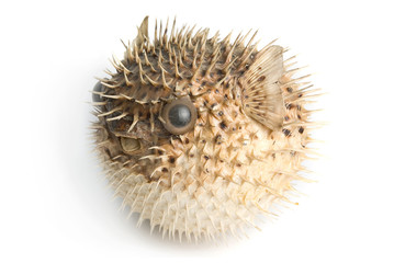 Porcupine fish © olinchuk