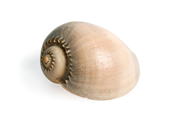 sea shell  isolated over a white background.
