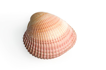 sea shell