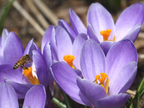 Crocus W/ Bee-6