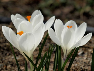 Crocuses-4