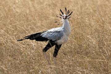 Secretary Bird