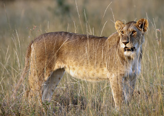 Female Lion