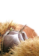 Fototapeta premium chestnuts