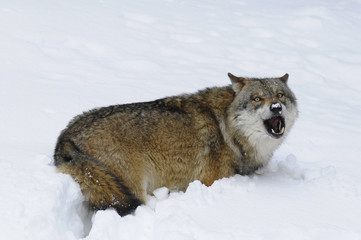 Wolf im Schnee