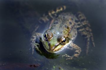 Grenouille verte dans l'eau