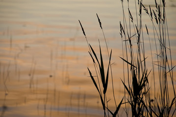 Obraz premium Plants at the smooth water in orange sunrise