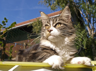 Jeune chat, maine coon, couch&eacute;