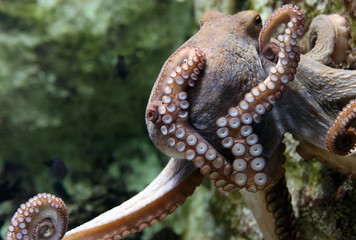 bras et ventouses de la pieuvre