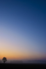 Single tree with vibrant blue orange sunrise sky