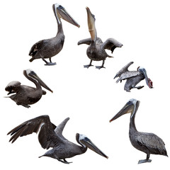 Set of brown pelicans