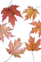 Fototapeta premium Autumn leaves..