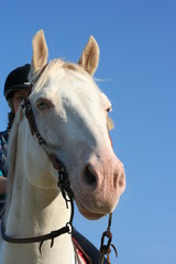 Quarterhorse Axel 2