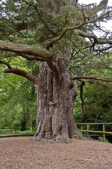 Fototapeta premium Tree at Leeds Castle
