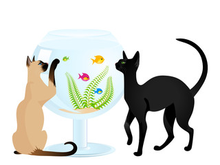The cats plays with a  fish in an aquarium a white background